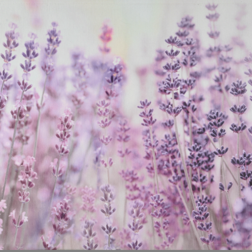 Lavanda Selvatica